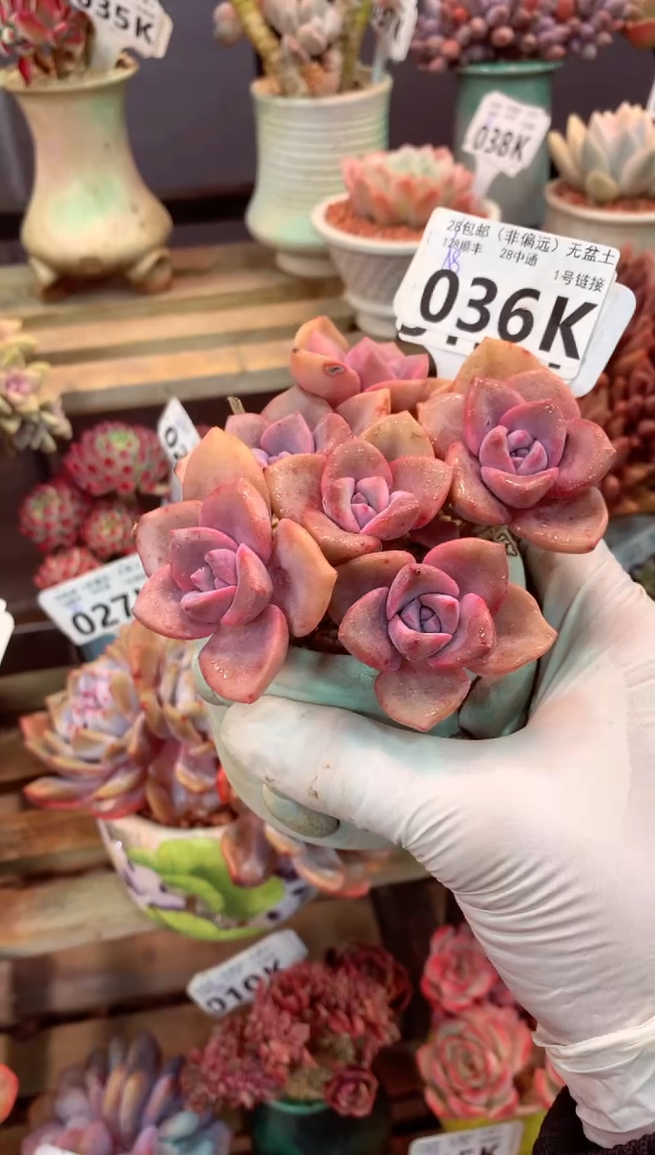 036K（一物一拍，精品多肉，所见即所得 ）