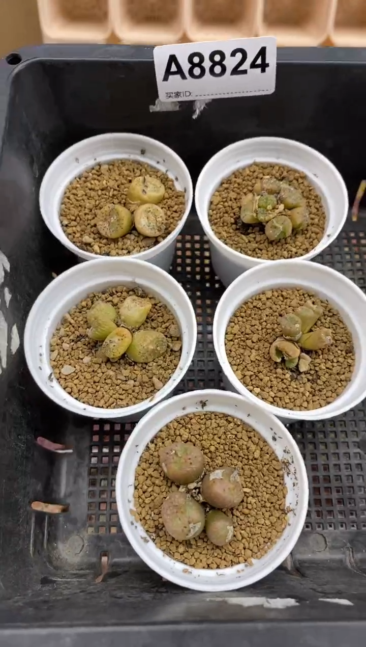 【闪购商品】8824直播一物一拍