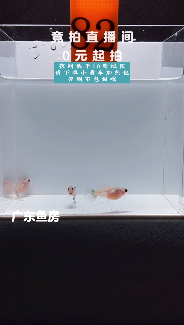 孔雀鱼超透三只带胎编号82