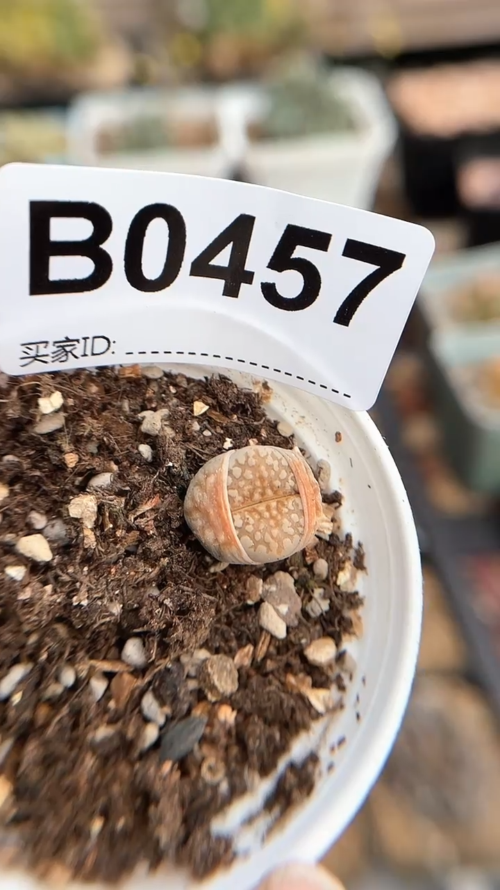 【闪购商品】0457直播一物一拍