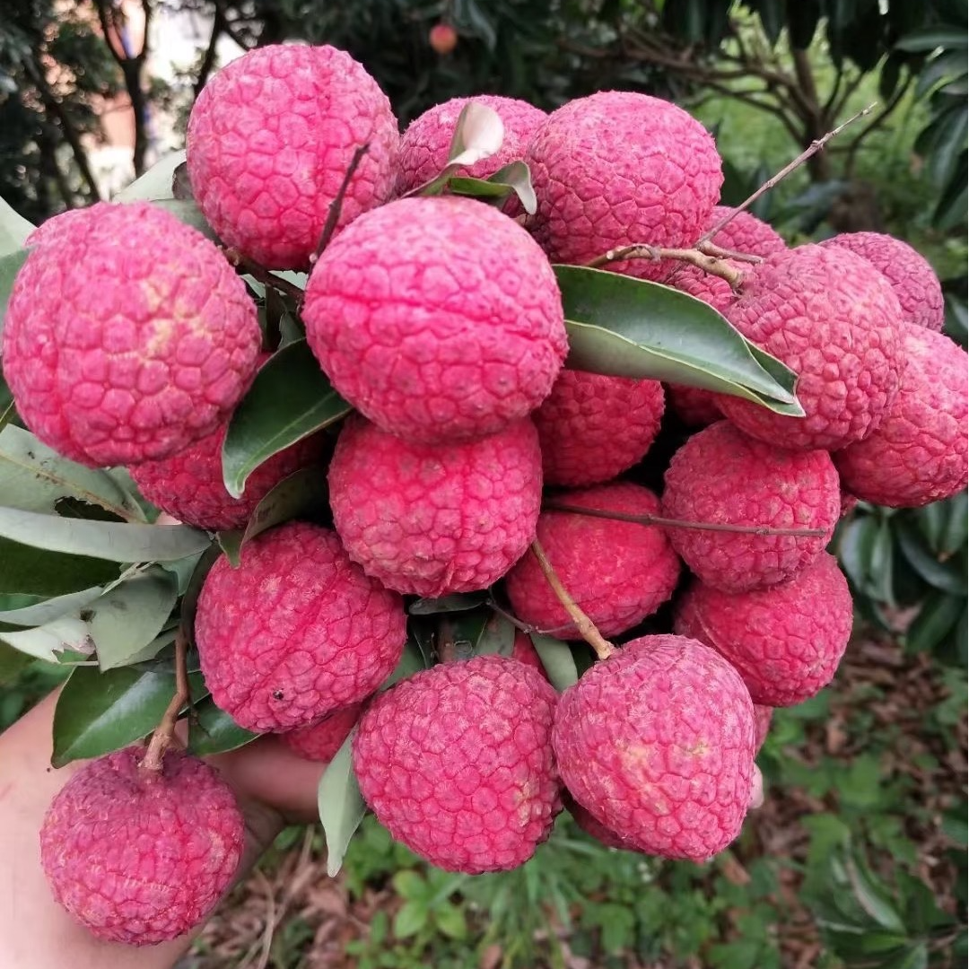 【六月头茬上新】广西荔枝王 贵妃红  2.5斤4.5斤装【次日达】