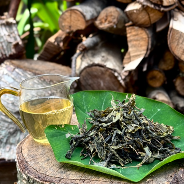 2025忙肺古树黄金叶普洱茶 性价比非常的高