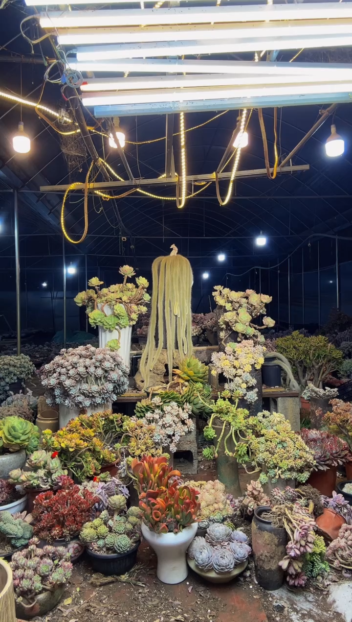 【闪购商品】10号一物一拍默认微瑕不售后