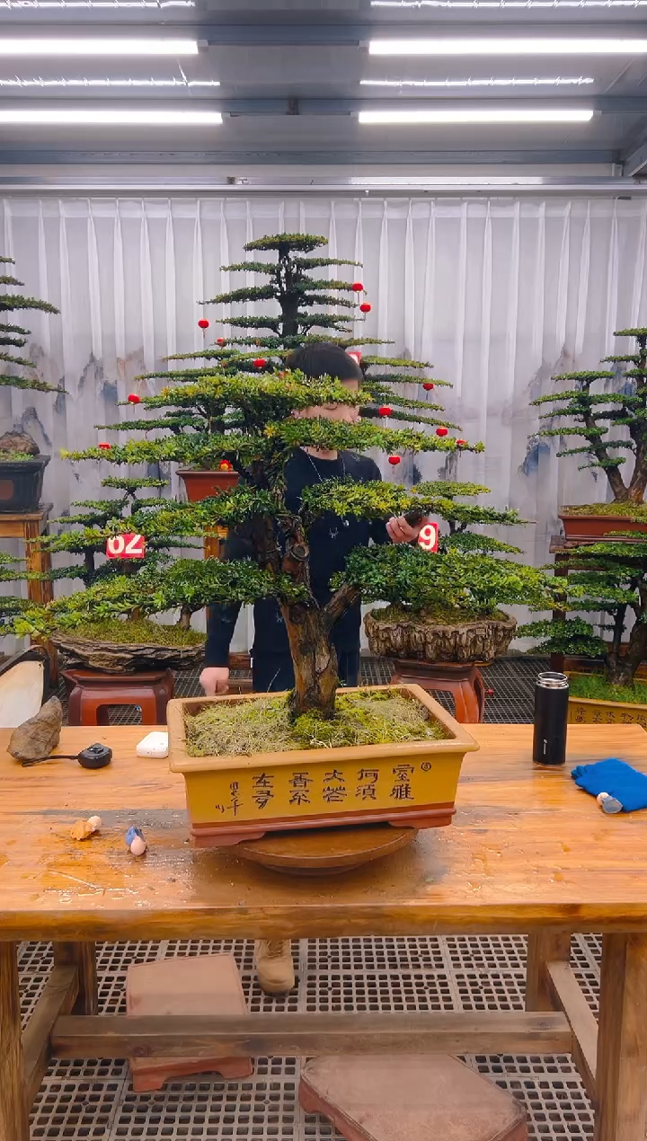 【闪购商品】紫砂精品盆景直播间一物一拍