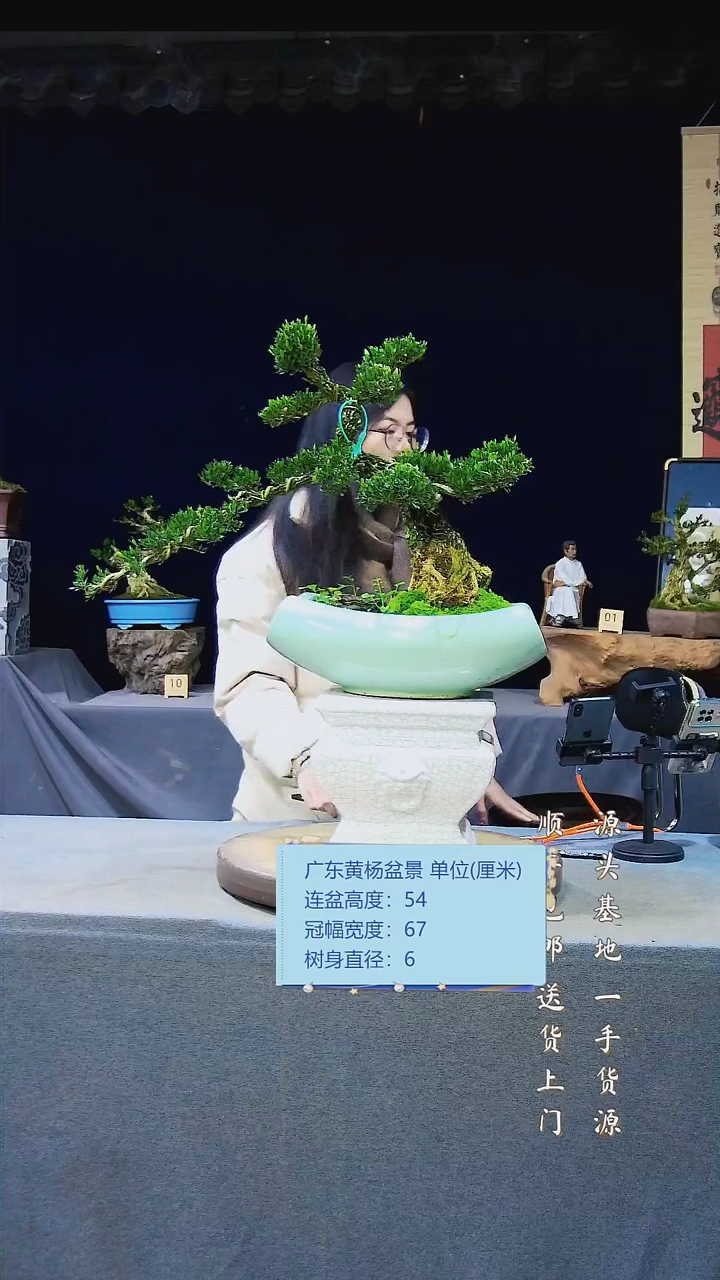 【闪购商品】雀舌黄杨盆景雀舌黄杨盆景