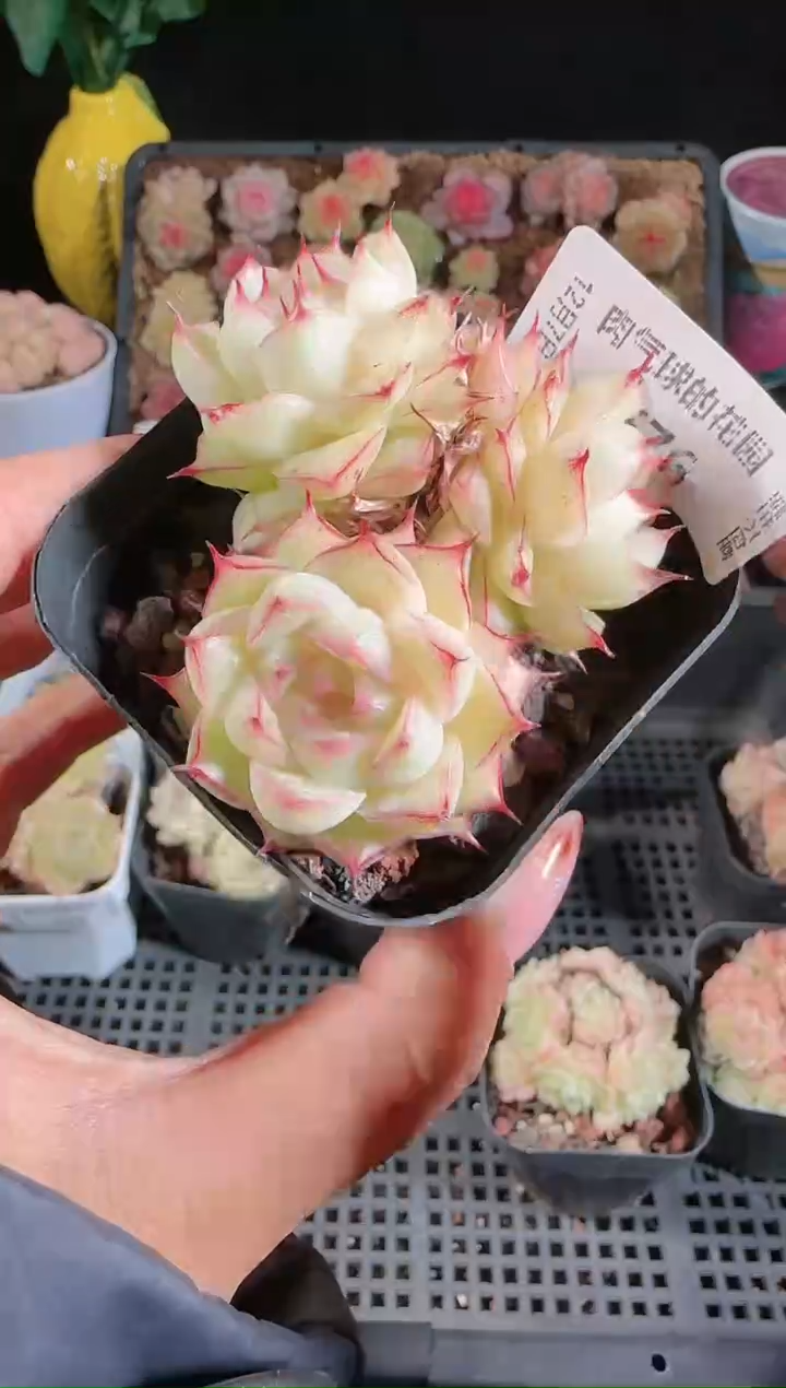 1207-576多肉群生不包整