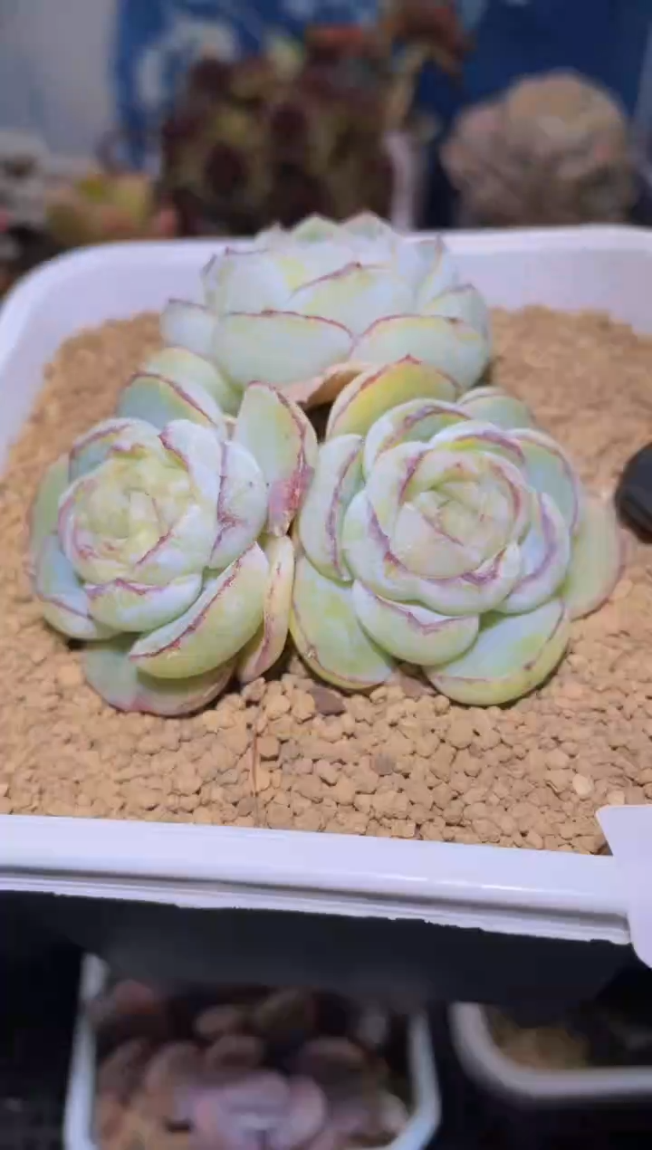 【闪购商品】804胖虎群