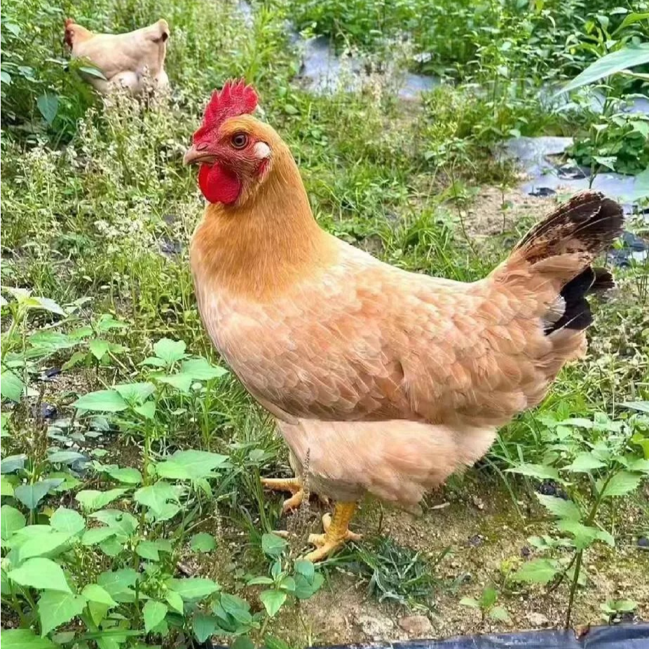 大山散养280天农家散养土鸡母鸡