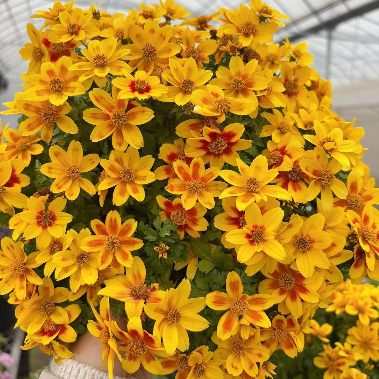 【庭院植物】金悠菊盆栽苗多年生庭院花园爆花耐热耐寒阳台花卉植物