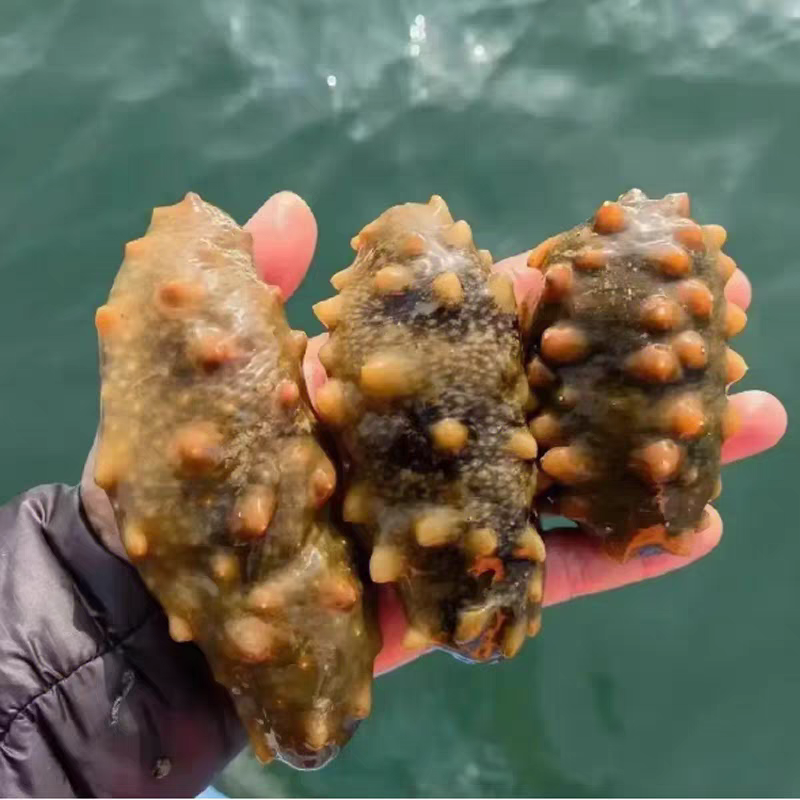 大连深海底播海参3头/斤/顺丰发货