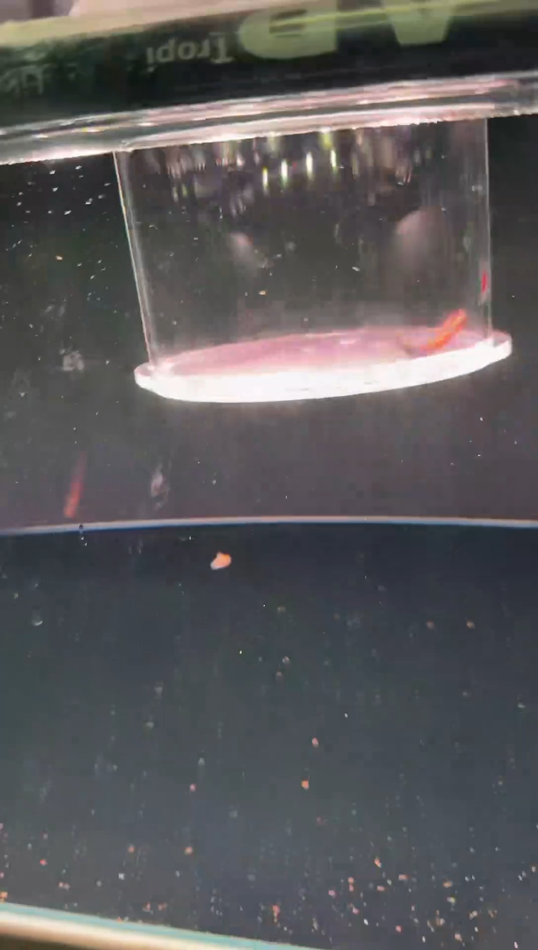 灯科鱼春*蝉A15电光*1（背鳍破损）