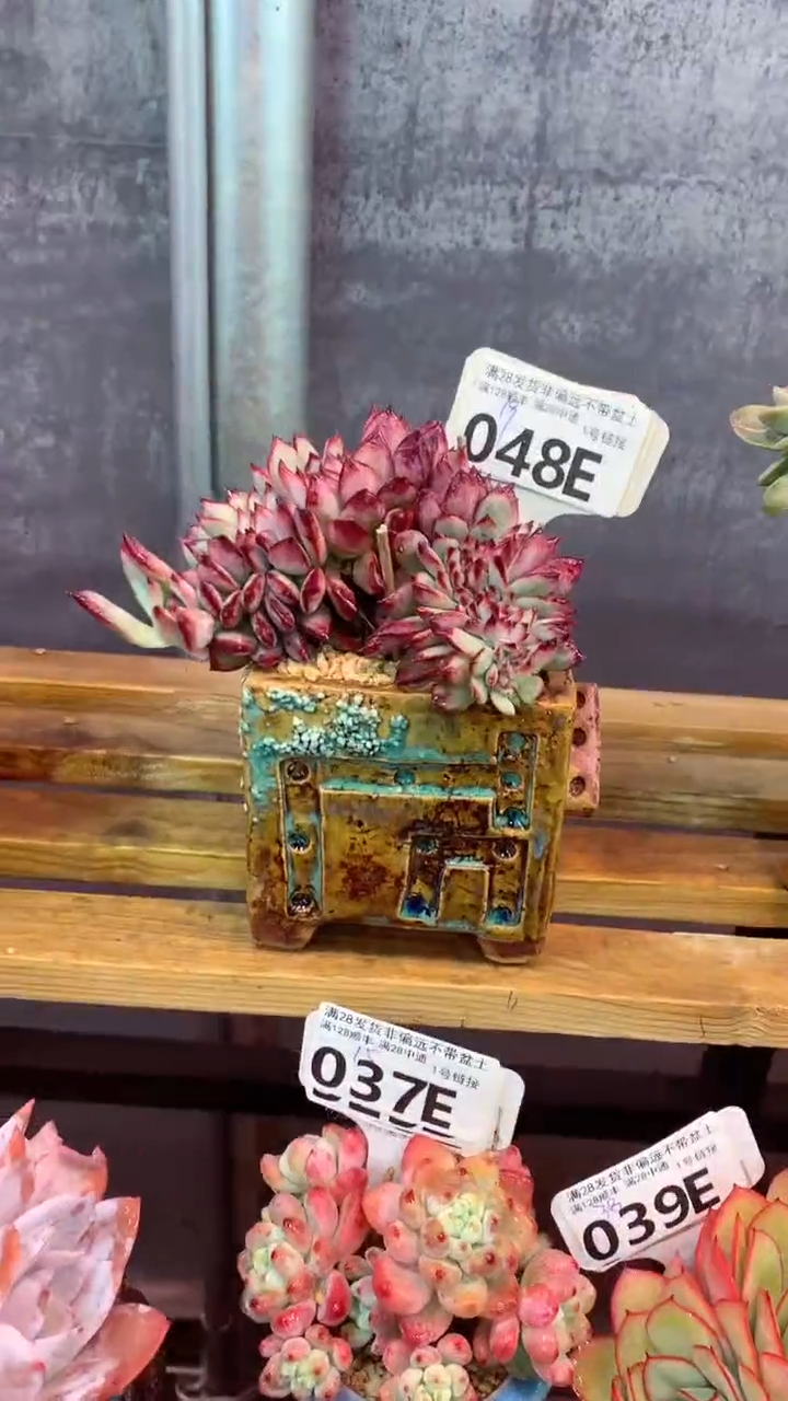 048E（一物一拍实付满28发货，默认不带盆土）