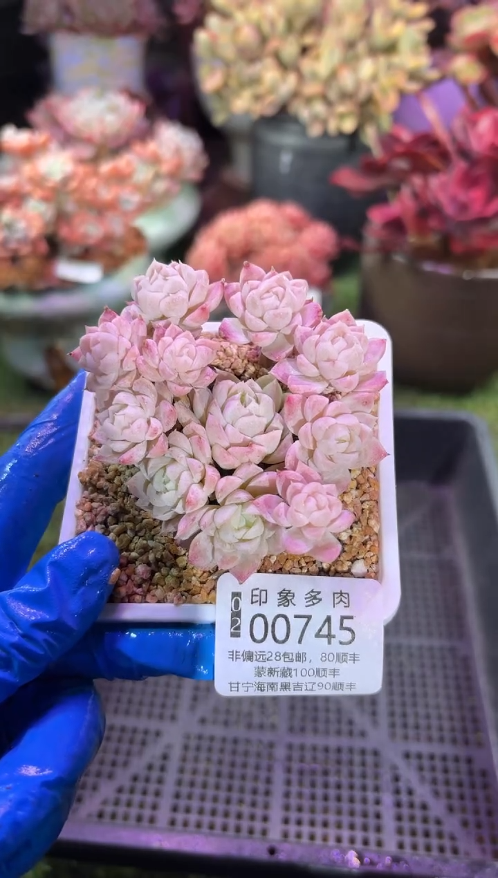 【闪购商品】00745