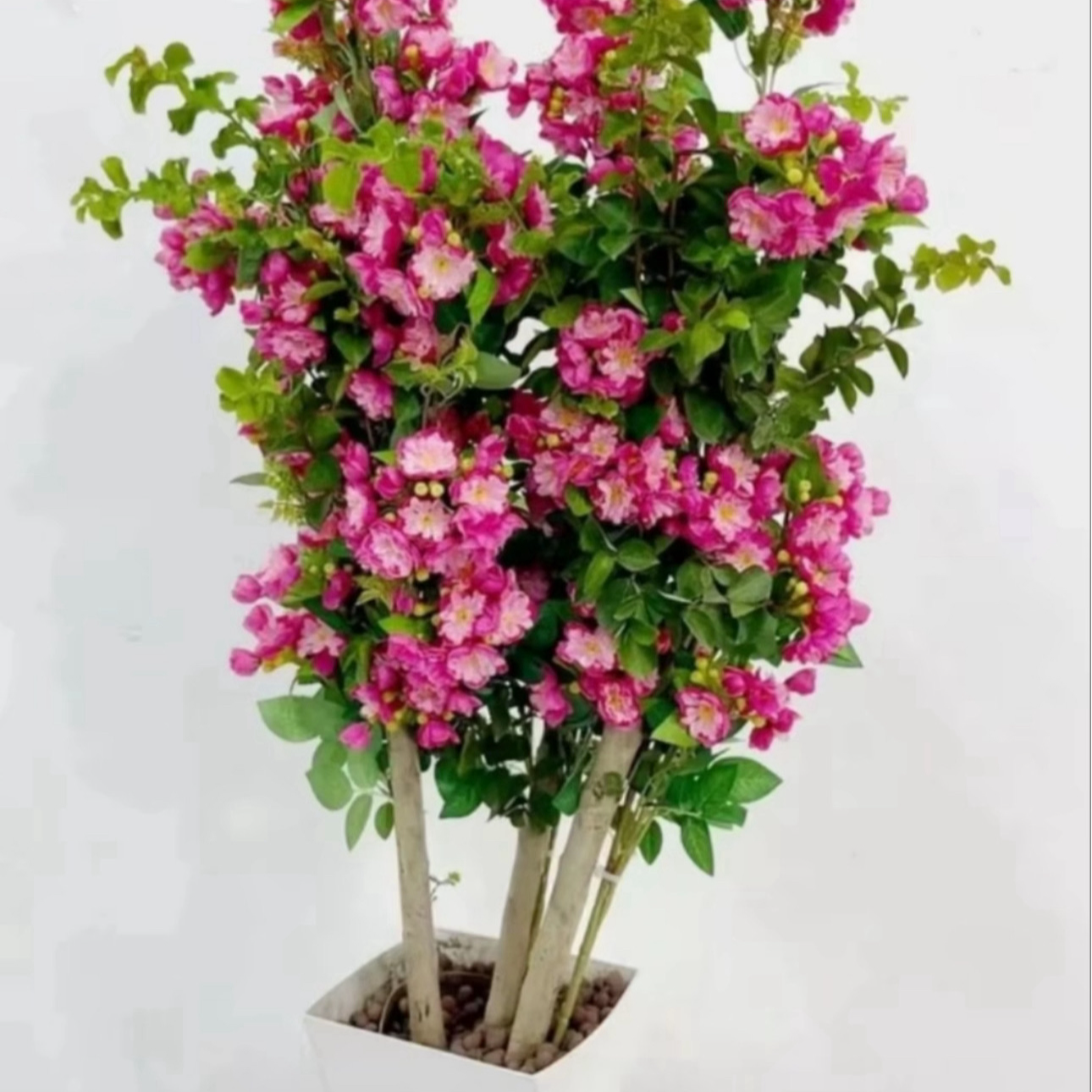 A紫薇盆栽花季带花苞发货百日红花卉阳台庭院好养盆景耐高温植物