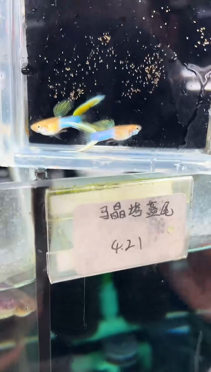 孔雀鱼无怨孔雀鱼