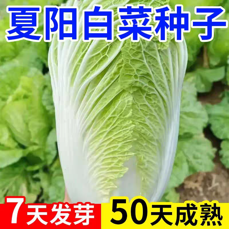 【夏阳50大白菜种子蔬菜】夏季专用白菜籽早熟抗热奶油快菜耐高温