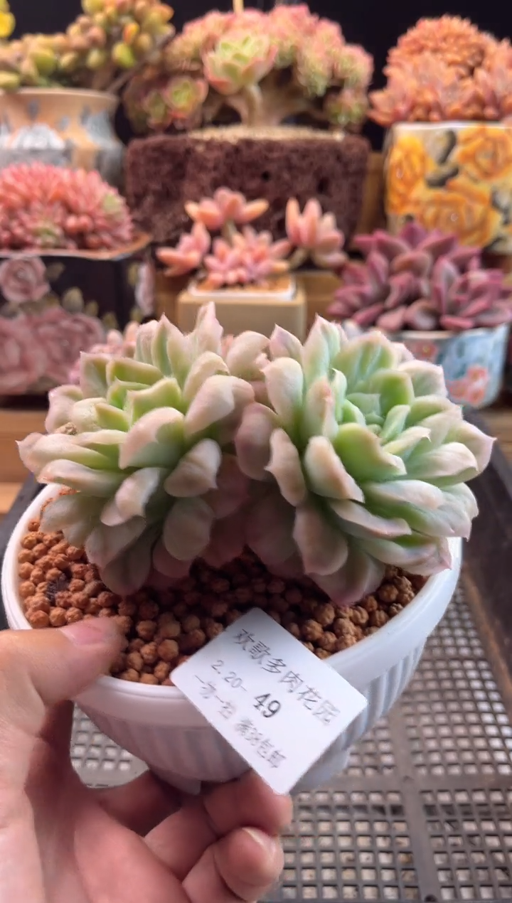 【闪购商品】2.20-49泡泡纱裙