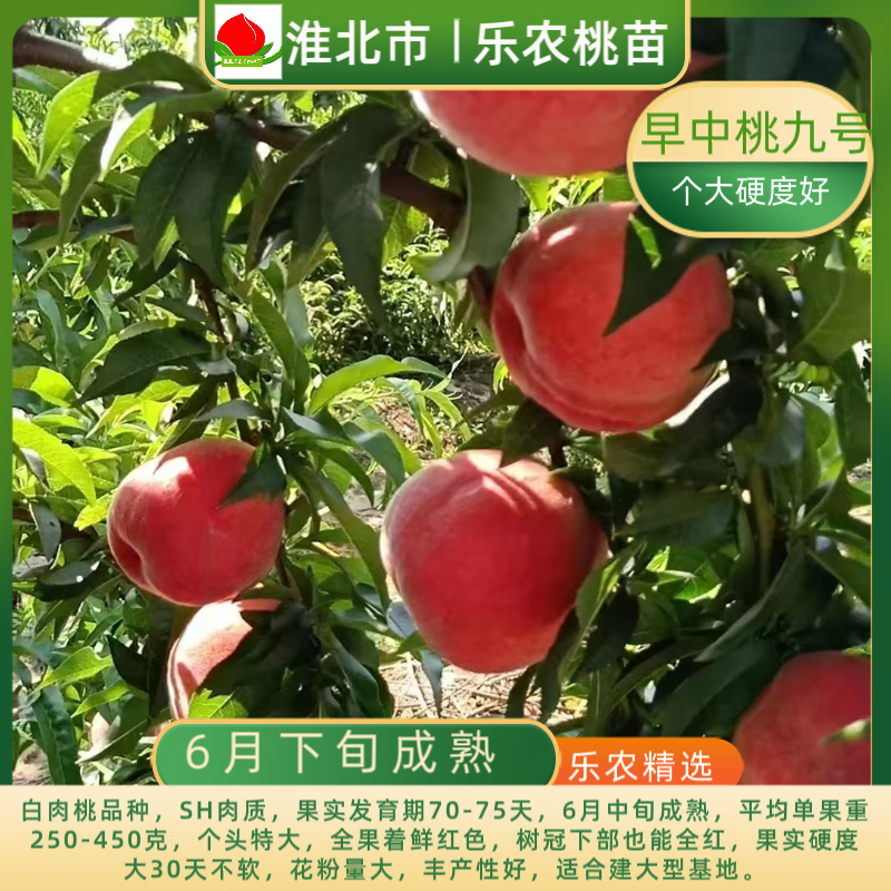乐农-早中桃九号-中桃九-6月中旬成熟东北硬度大丰产雪桃