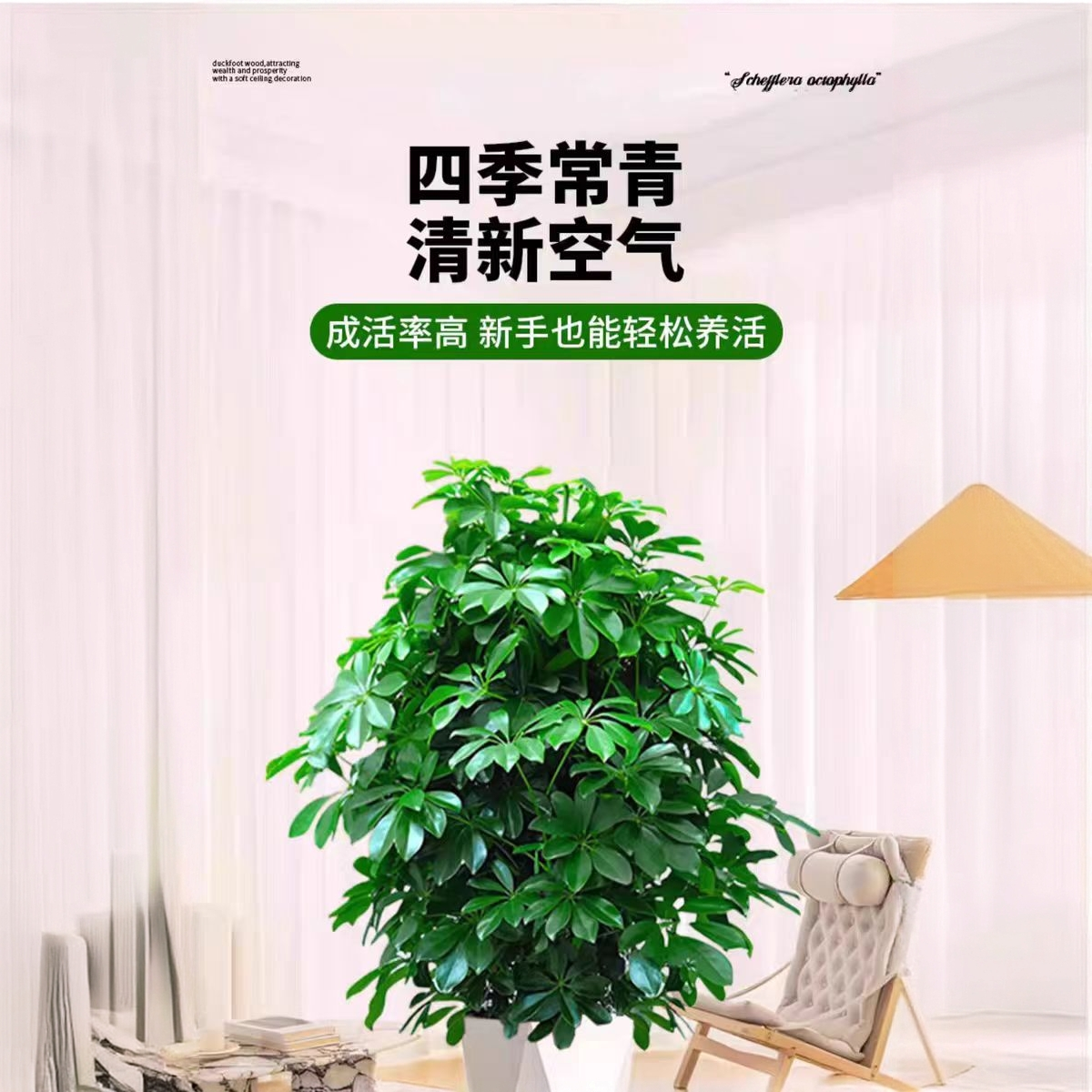 鸭脚木客厅盆栽八方来财室内养殖鸭脚木七叶莲绿植花卉