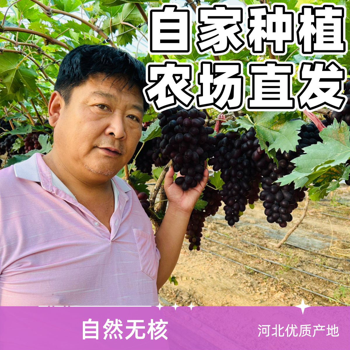 （自然熟）阳光玫瑰冰糖黑提葡萄水果混装自然甜零农残河北省