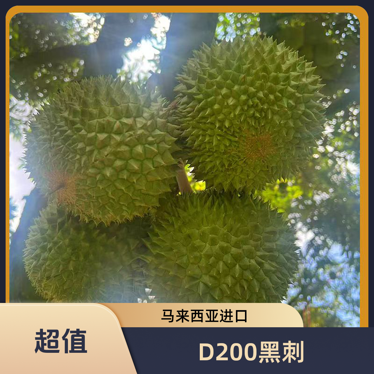 黑刺D200进口马来西亚树熟榴莲