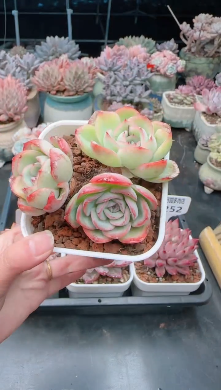 【闪购商品】7253.