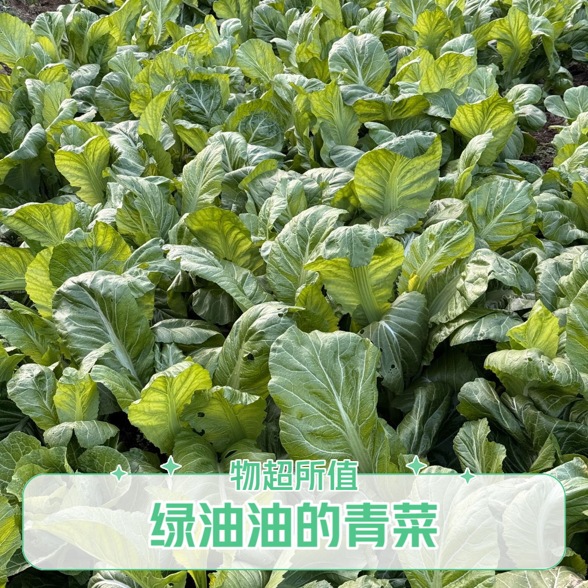 天马本地新鲜青菜叶
