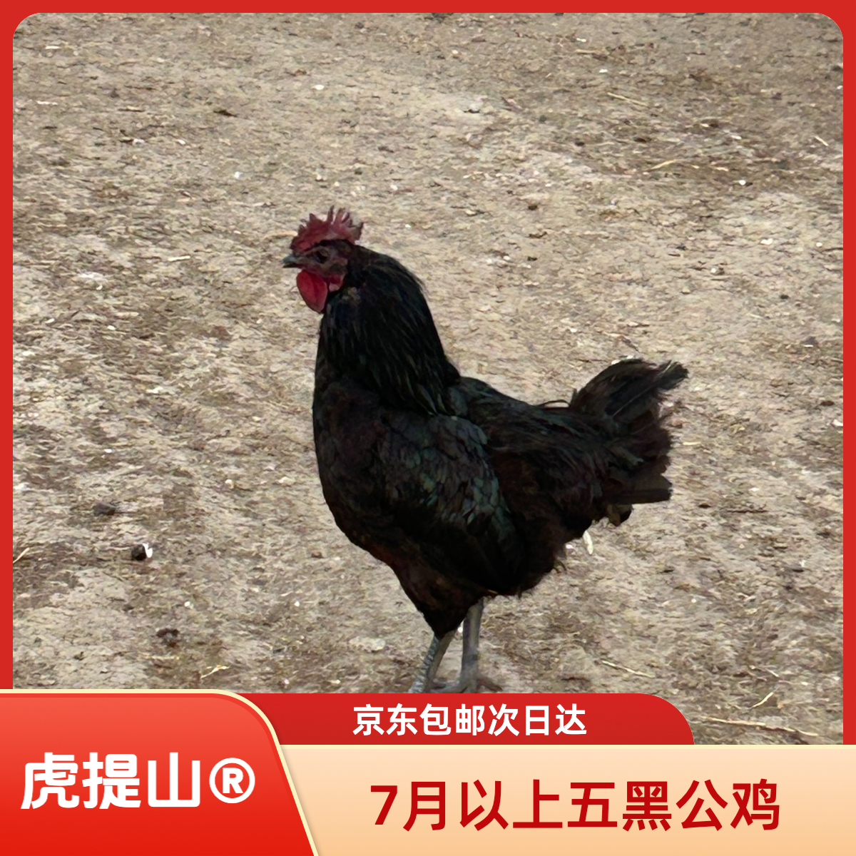 黑公鸡  五黑公鸡