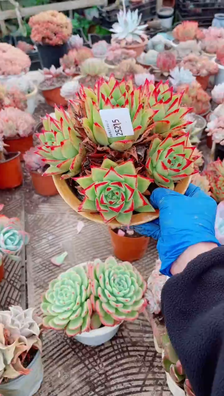 爱**?跃跃精品多肉25215