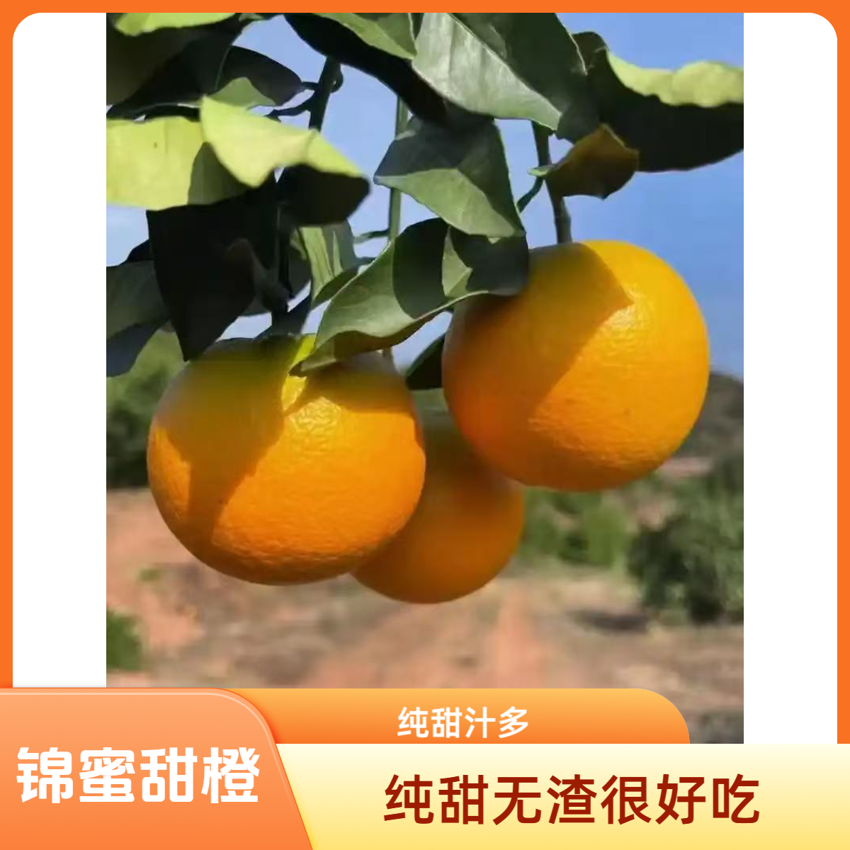 湖南麻阳锦蜜甜橙当季新鲜水果