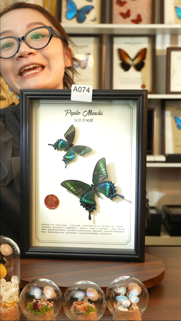 绿带翠凤蝶夏款双蝶（A4黑框）A074