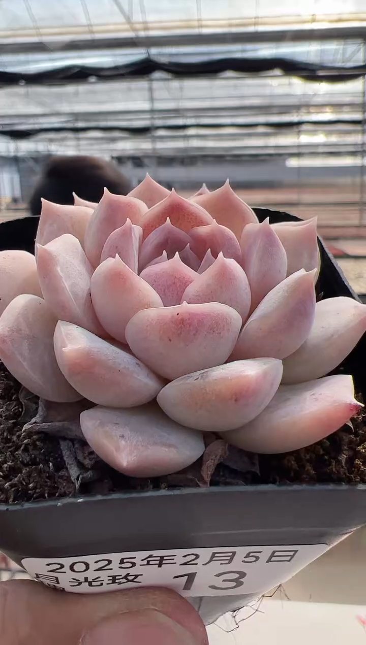 【闪购商品】月光玫瑰-13