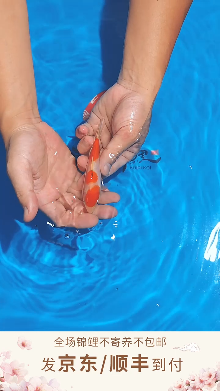 锦鲤浦川红白/大正--A05  （京东/顺丰到付）