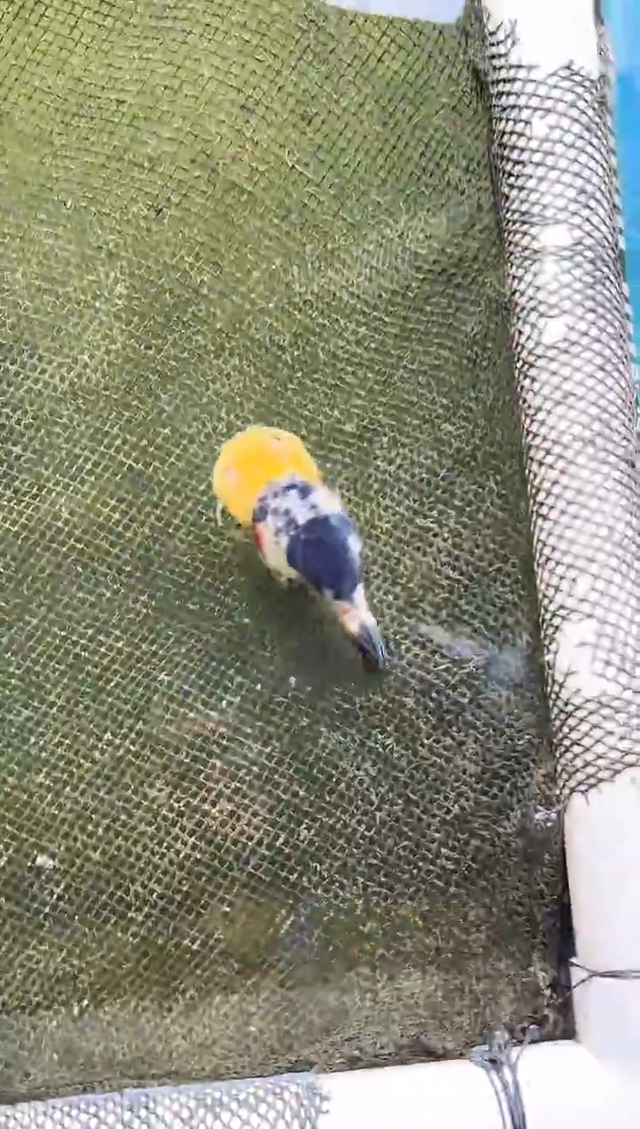 金鱼Z*Z水娃娃观赏鱼兰寿金鱼  不包邮