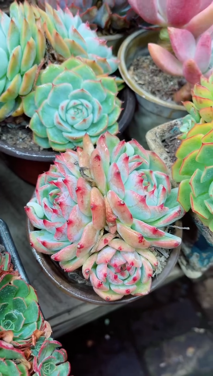 晓*运21013多肉植物一物一拍