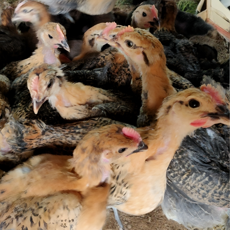 宠物活体每只1.5斤包邮散养瑶鸡