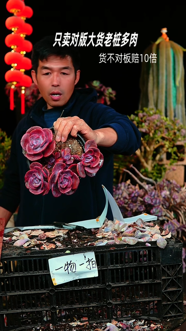 【闪购商品】112号尘埃玫瑰