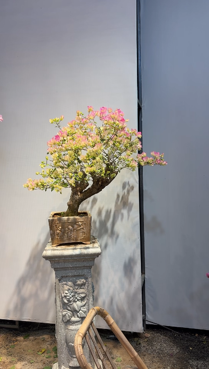 以实际为准三角梅38