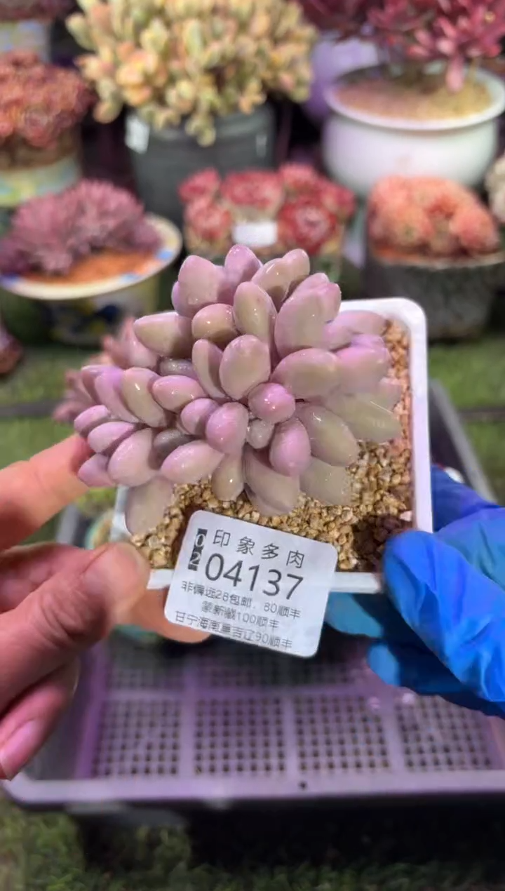 【闪购商品】04137