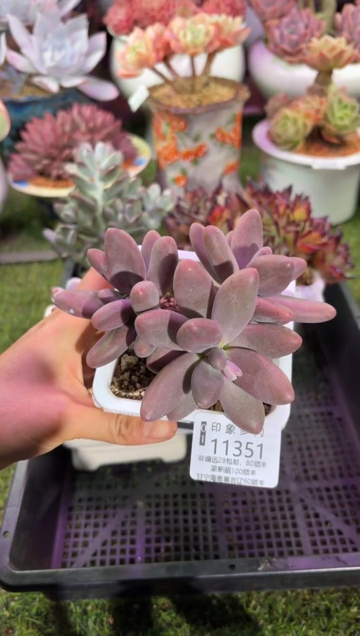 【闪购商品】11351