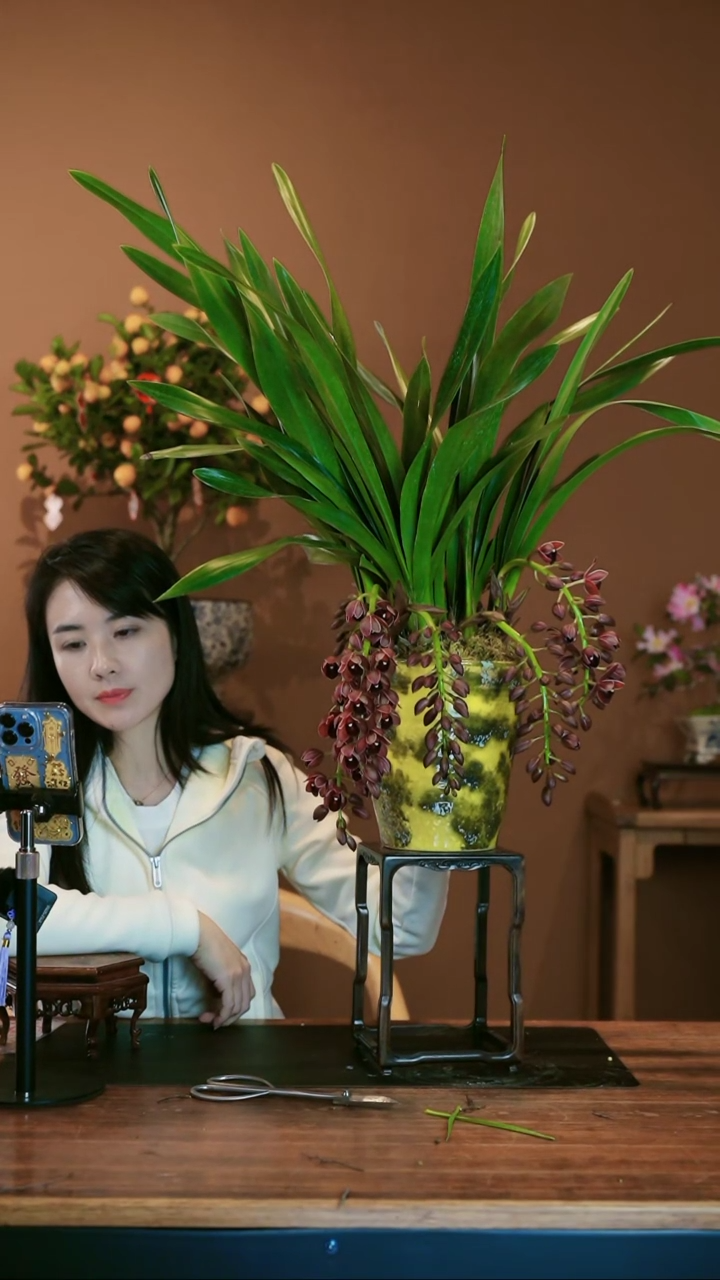 【闪购商品】盆景世界宝石