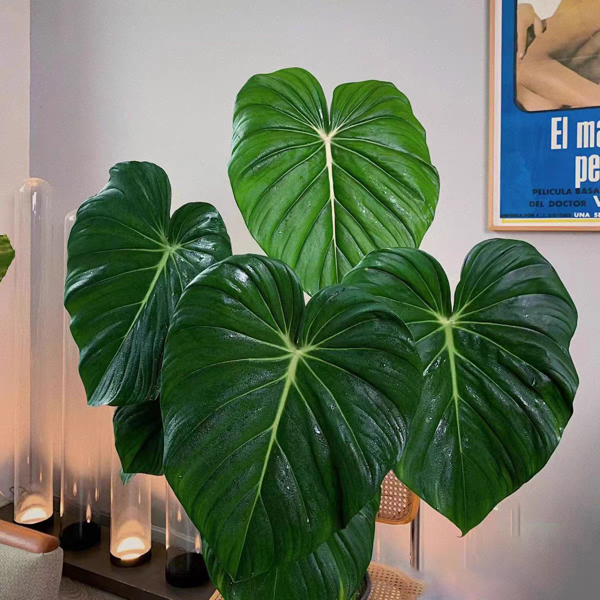 麦克道尔蔓绿绒天南星科观叶植物