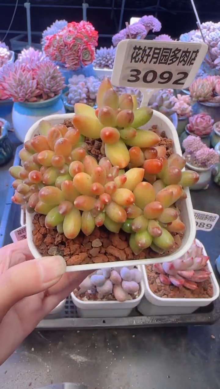 【闪购商品】3092.