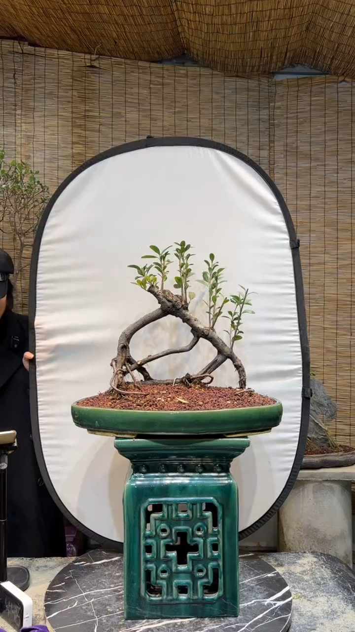 【闪购商品】连桥春花