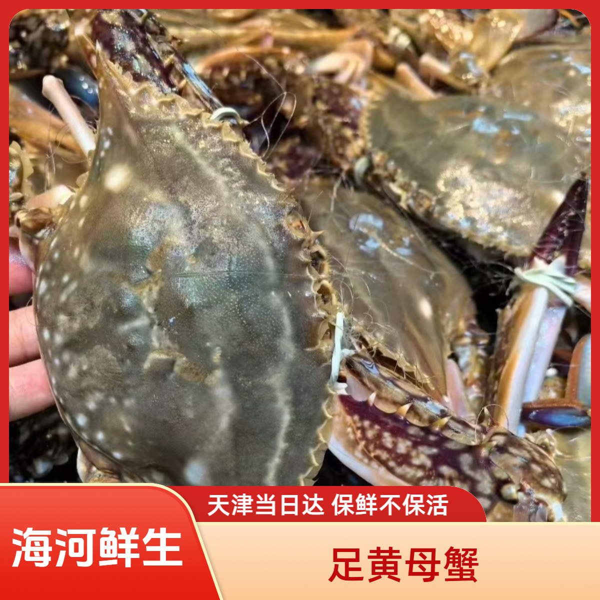 【足黄母蟹】【保鲜不保活】渤海湾足黄母蟹2-5斤（单只3-5两）掉爪正常
