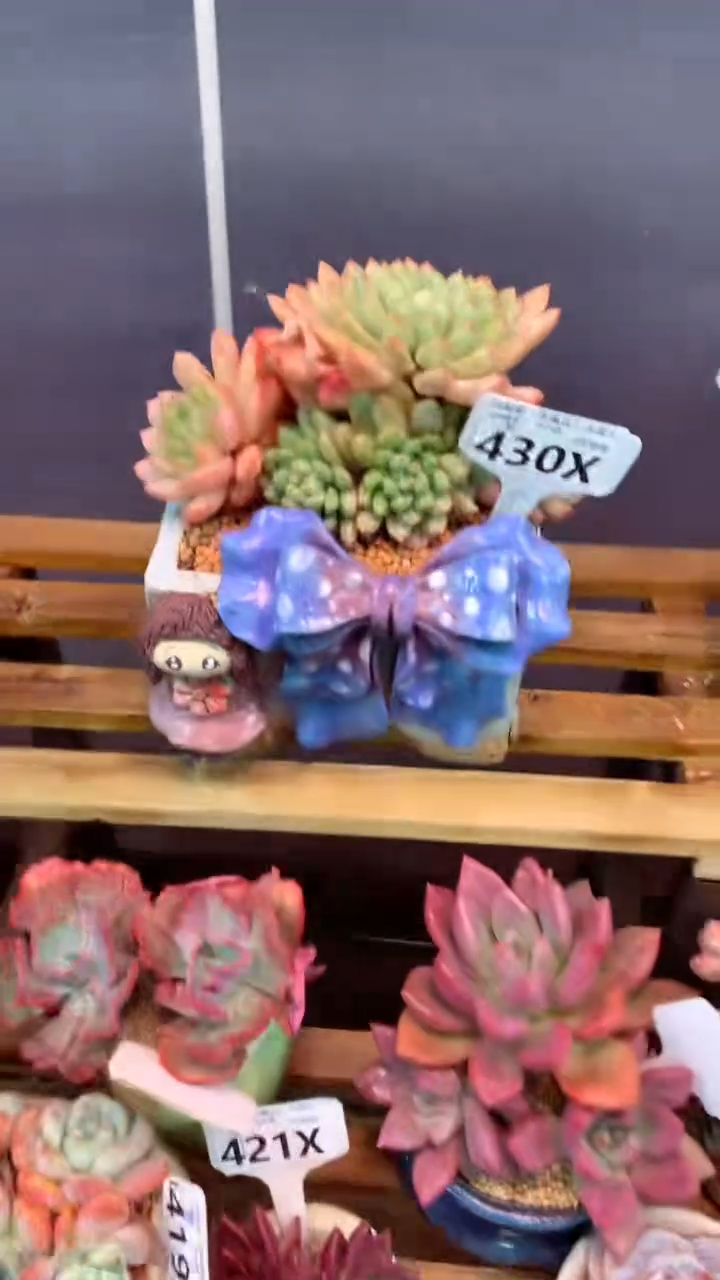 430X（一物一拍，精品多肉，w所见即所得 ）