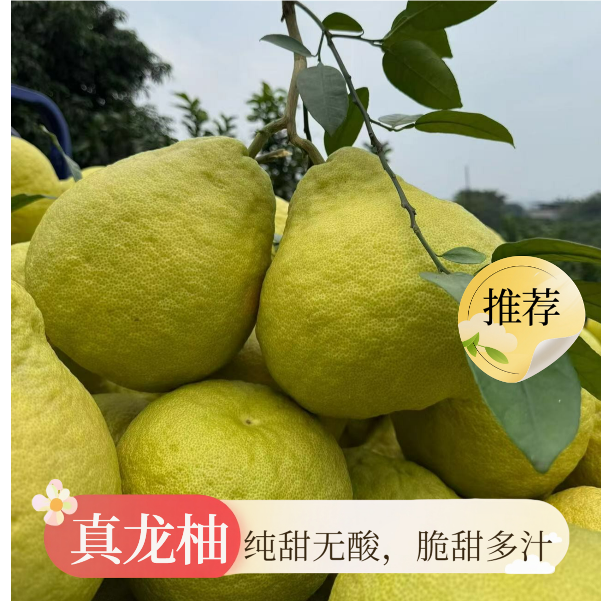 合江真龙柚 老树纯甜无酸柚子 白心柚子 非沙田柚子 四川合江特产