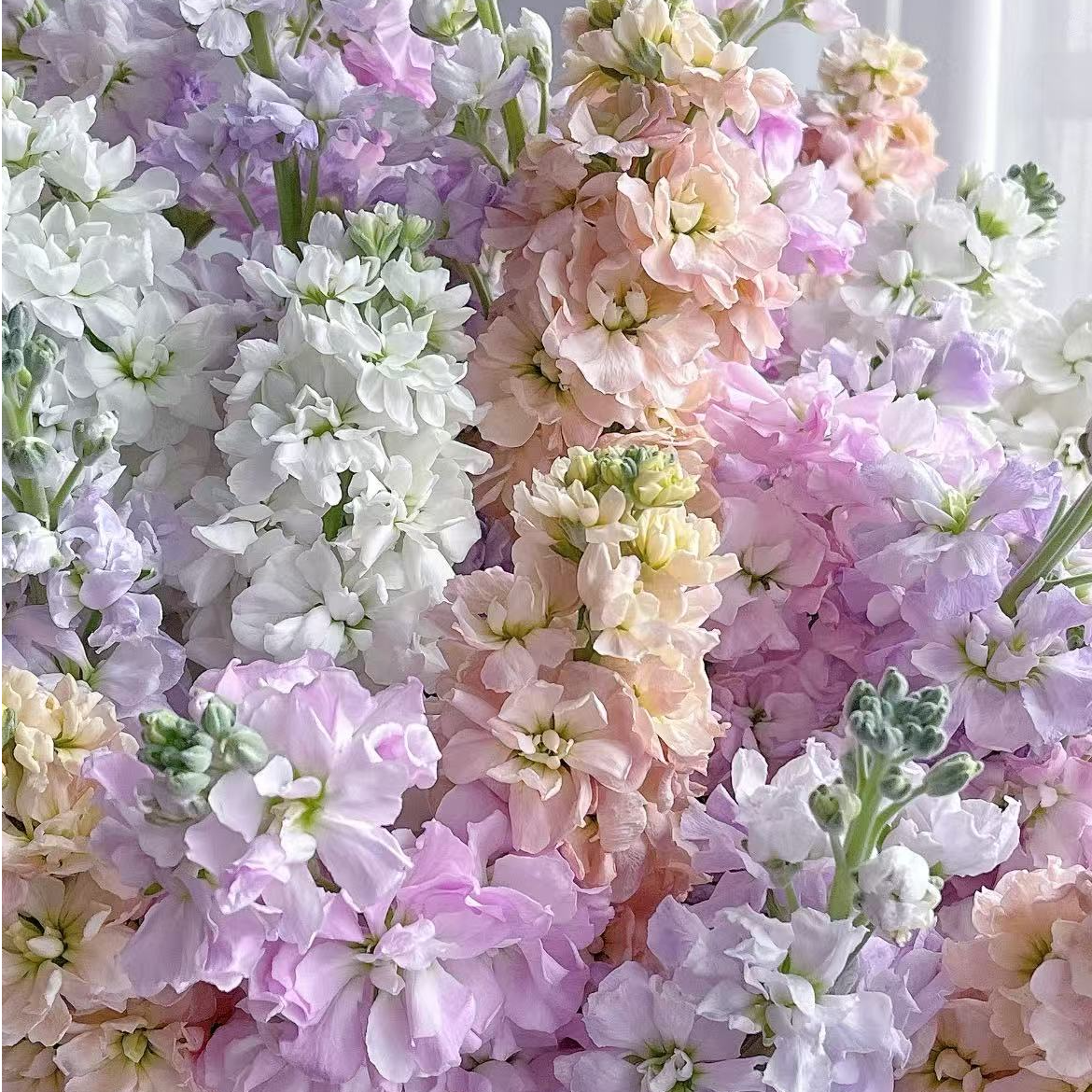 【鲜花紫罗兰】基地鲜花 云南基地直发 两单升级冷链快递发货