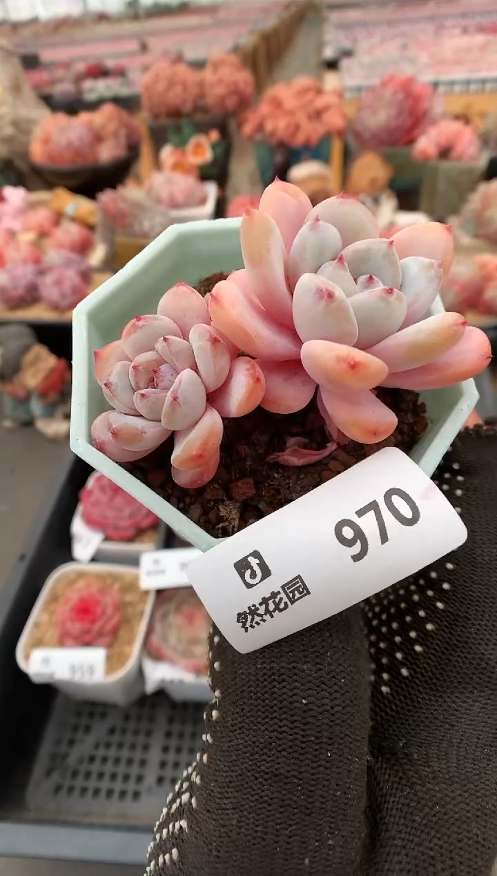 【闪购商品】970星星雪一物一拍