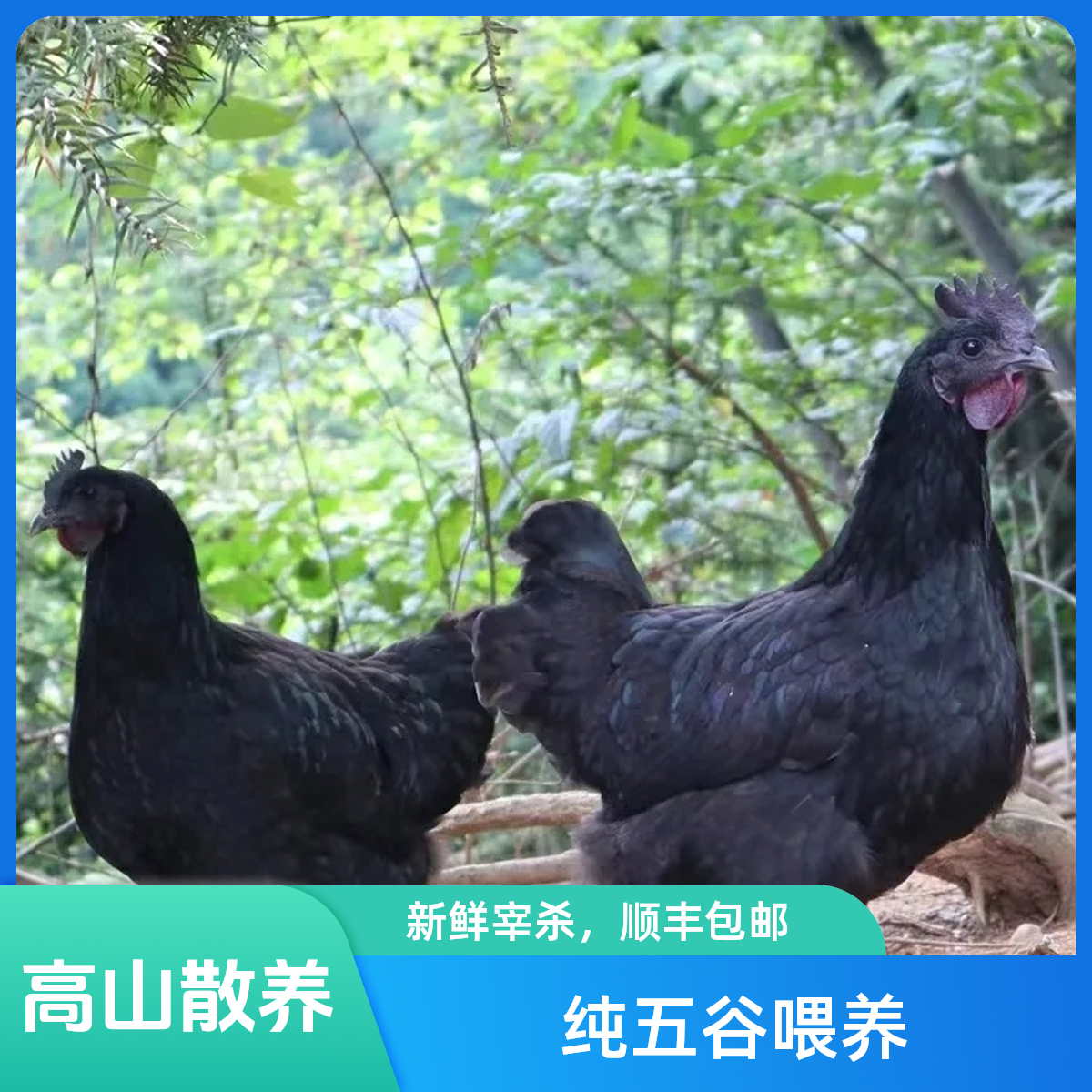 冬瓜农场高山散养跑山鸡